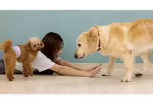 フランチャイズ事業の説明