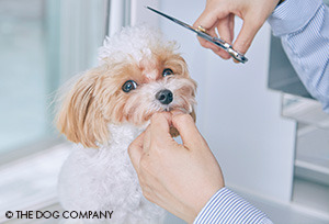 開業コスト305万円~! 最短3ヵ月で開業できる『THE DOG Salon』FCの加盟メリット